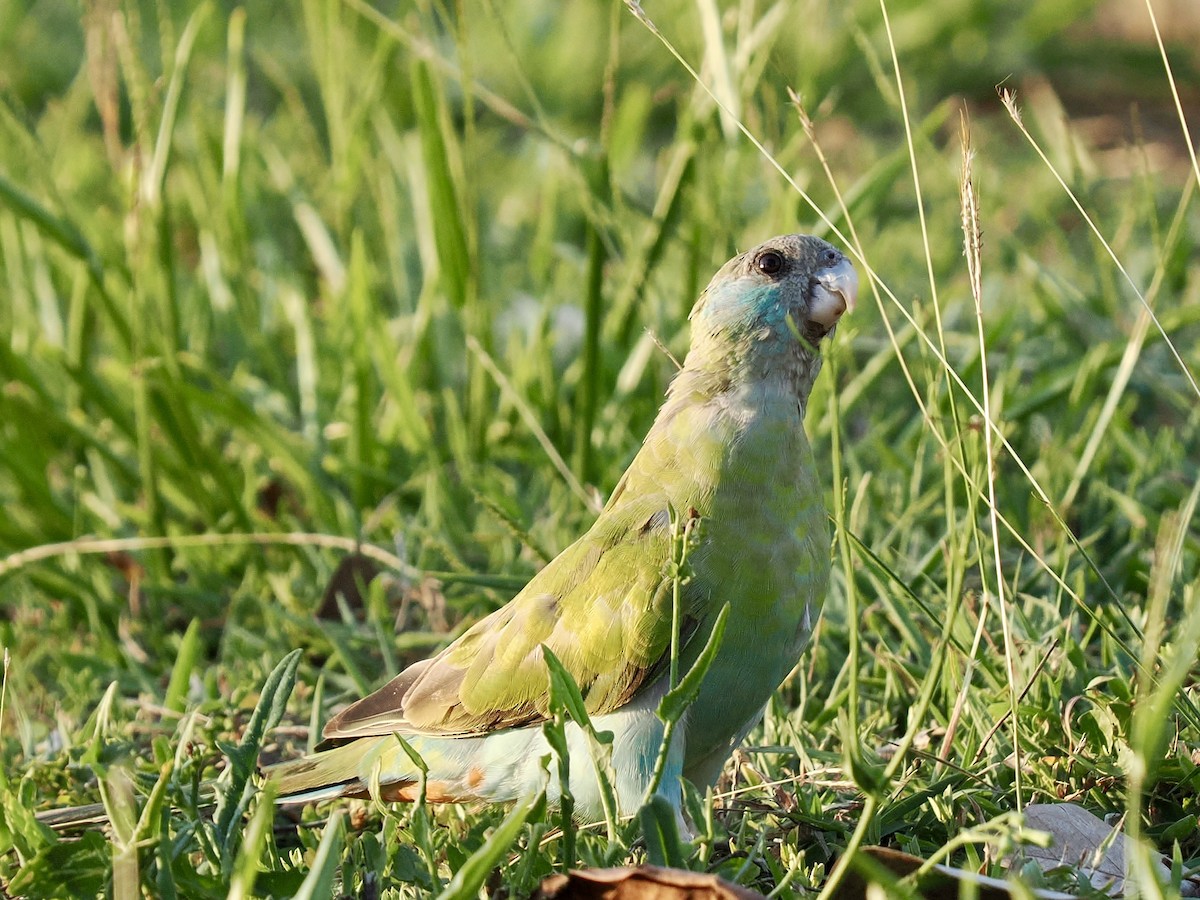 svarthetteparakitt - ML645017075