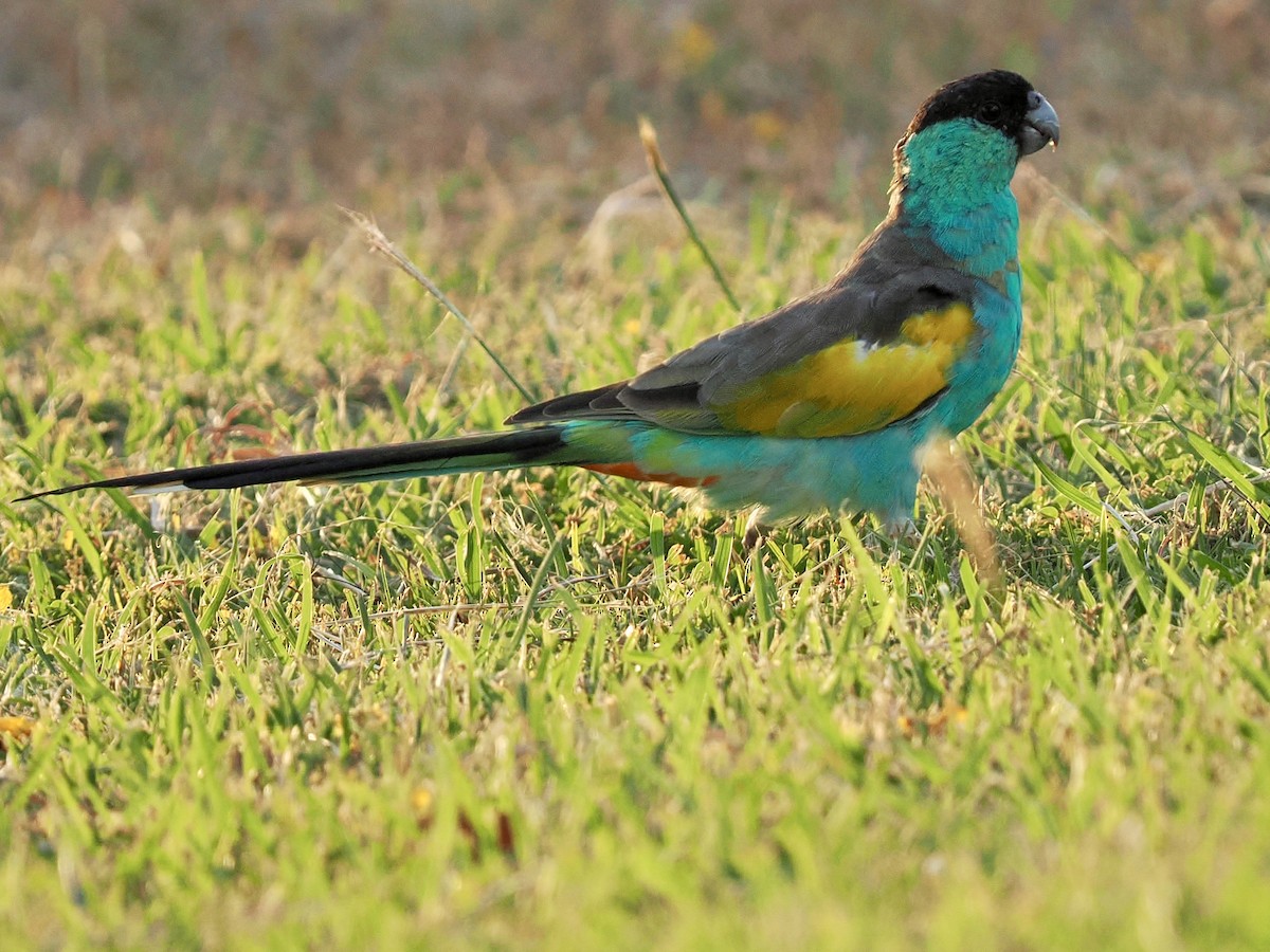 svarthetteparakitt - ML645017076