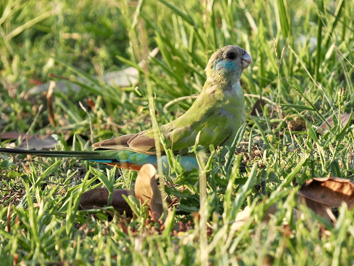 svarthetteparakitt - ML645017077