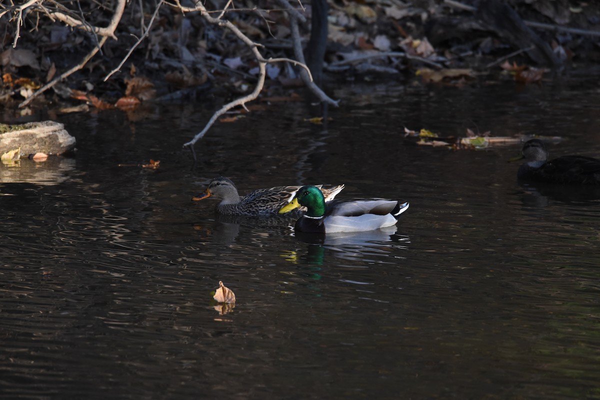 Mallard - ML645017081