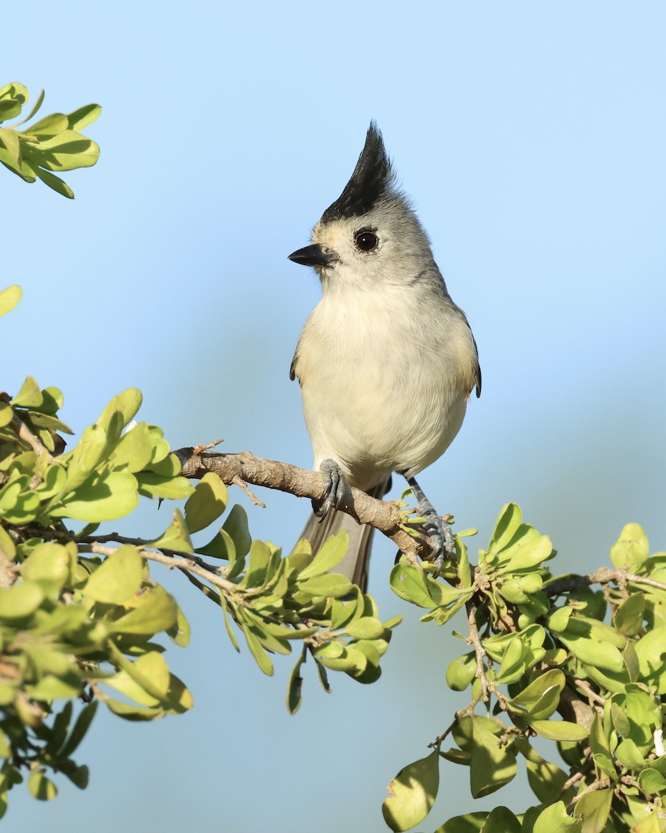 Black-crested Titmouse - ML645017083