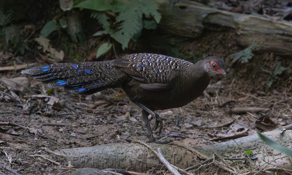 Başlıklı Küçük Tavus Sülünü - ML645017084