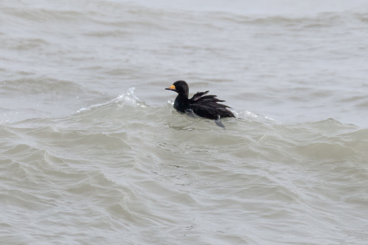 Black Scoter - ML645017087