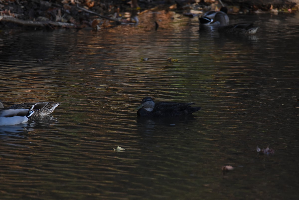 Ahate iluna - ML645017094