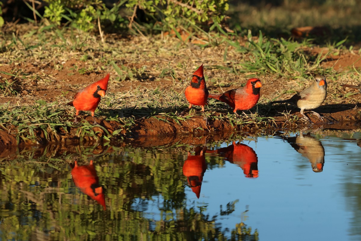 Kardinal arrunta - ML645017097