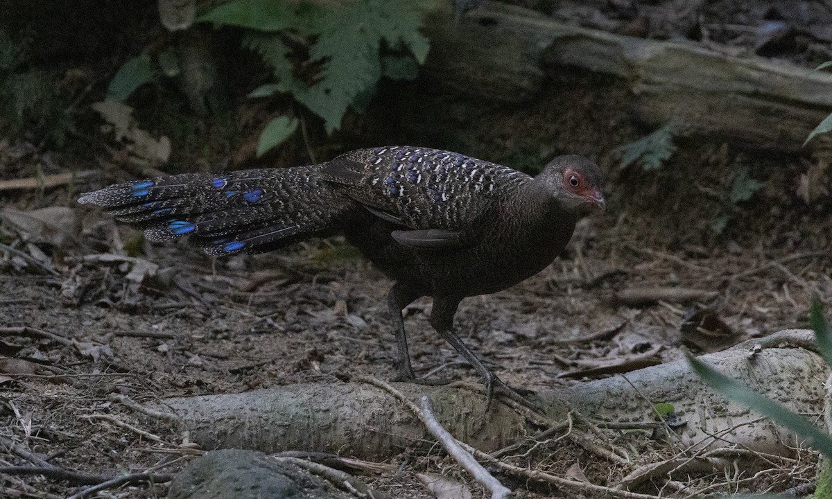 Başlıklı Küçük Tavus Sülünü - ML645017104