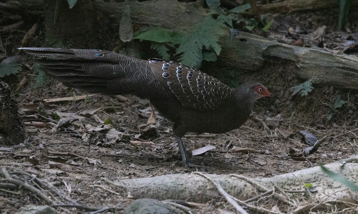 Başlıklı Küçük Tavus Sülünü - ML645017106