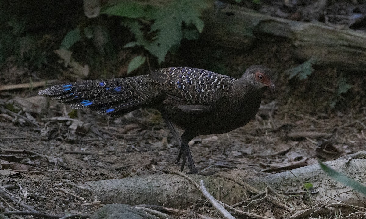 Başlıklı Küçük Tavus Sülünü - ML645017107