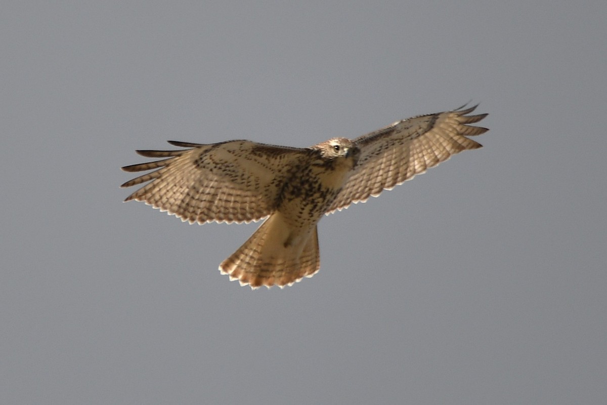 Red-tailed Hawk - ML645017108
