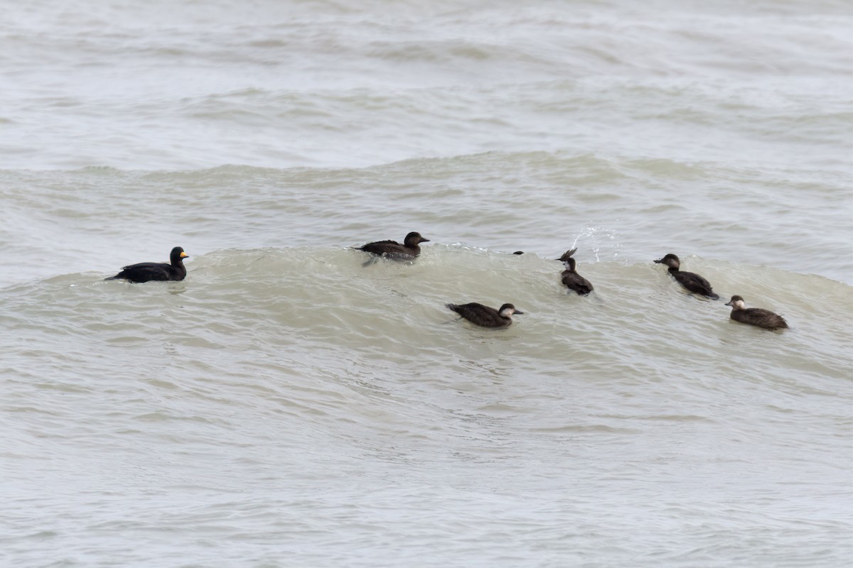 Black Scoter - ML645017109