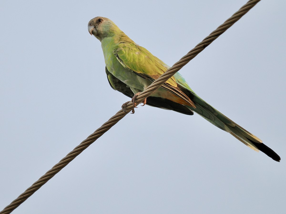 svarthetteparakitt - ML645017110