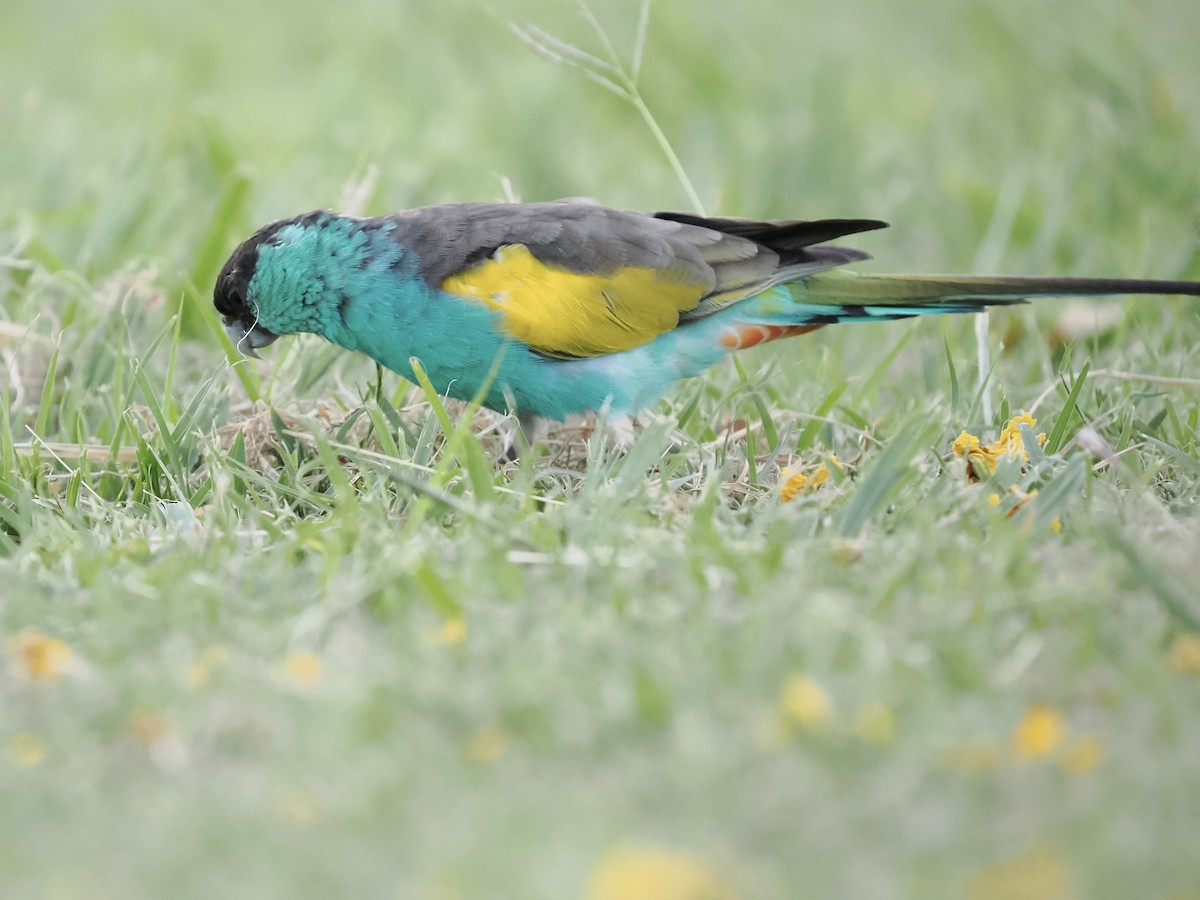 svarthetteparakitt - ML645017111