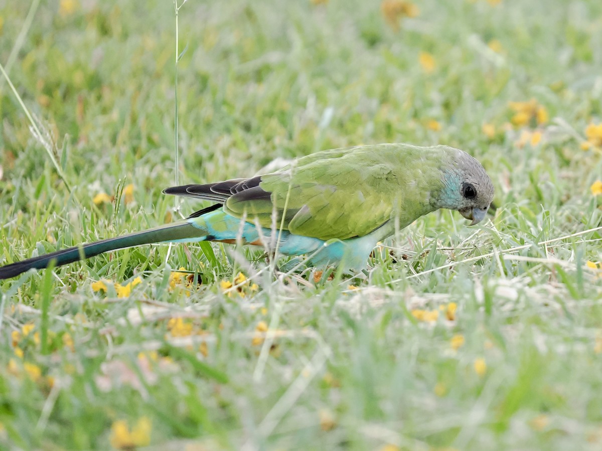 svarthetteparakitt - ML645017112