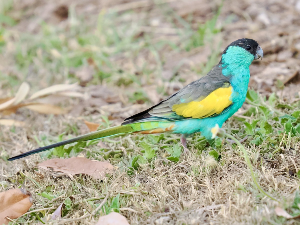 svarthetteparakitt - ML645017113