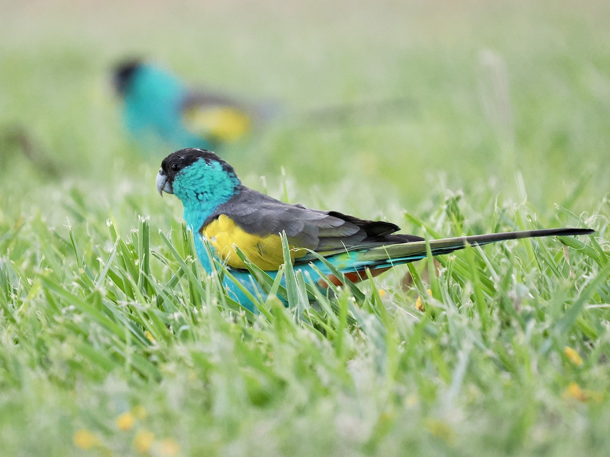 svarthetteparakitt - ML645017114