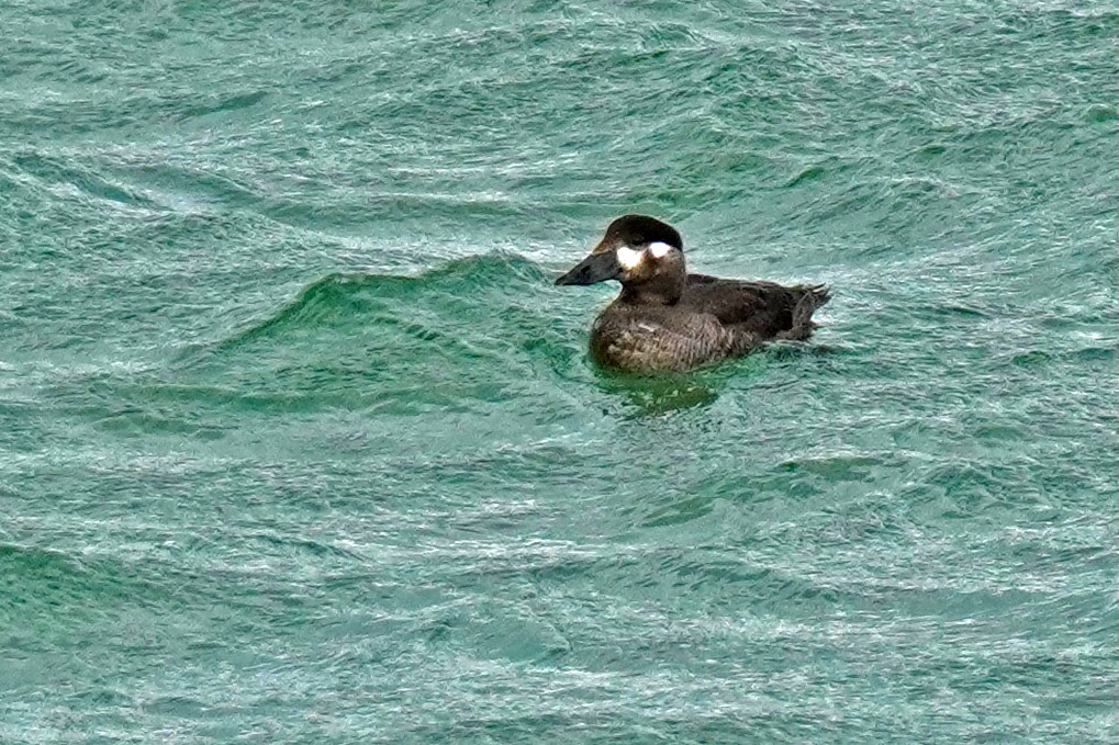 Surf Scoter - ML645017117