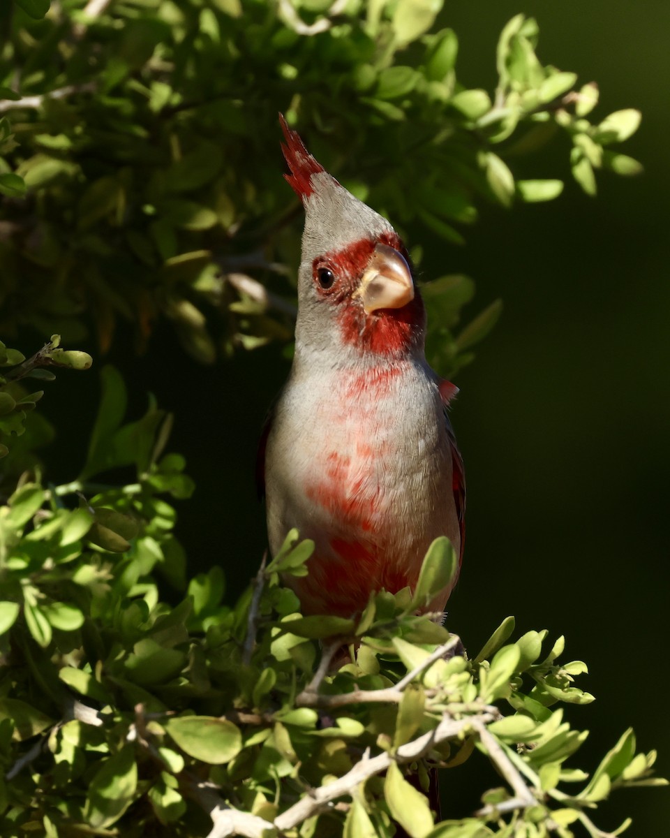 Kardinal grisa - ML645017118