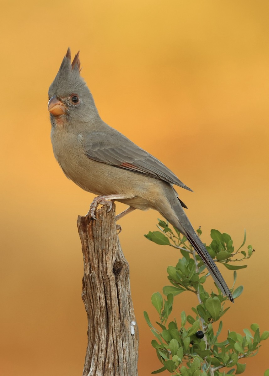 Kardinal grisa - ML645017119