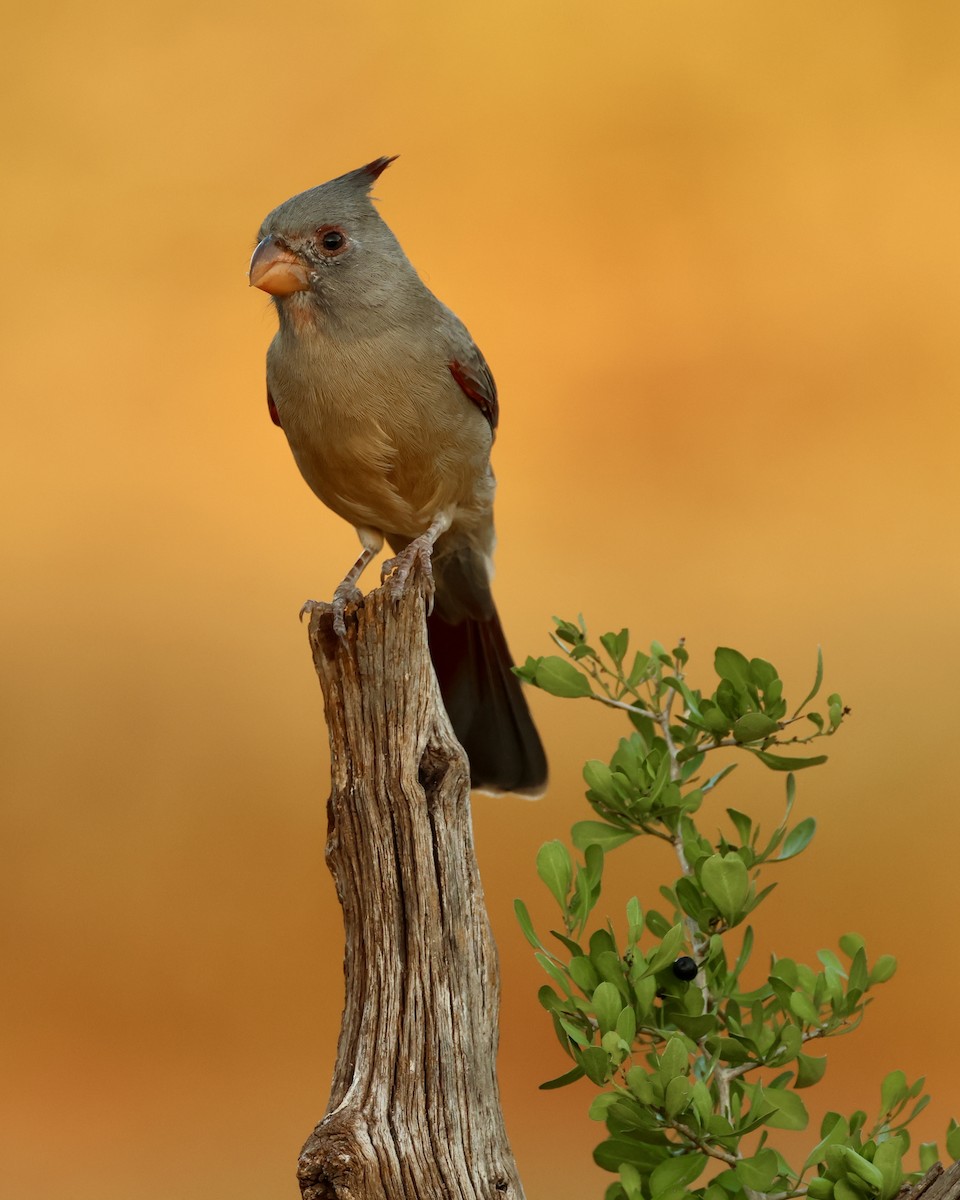 Kardinal grisa - ML645017120