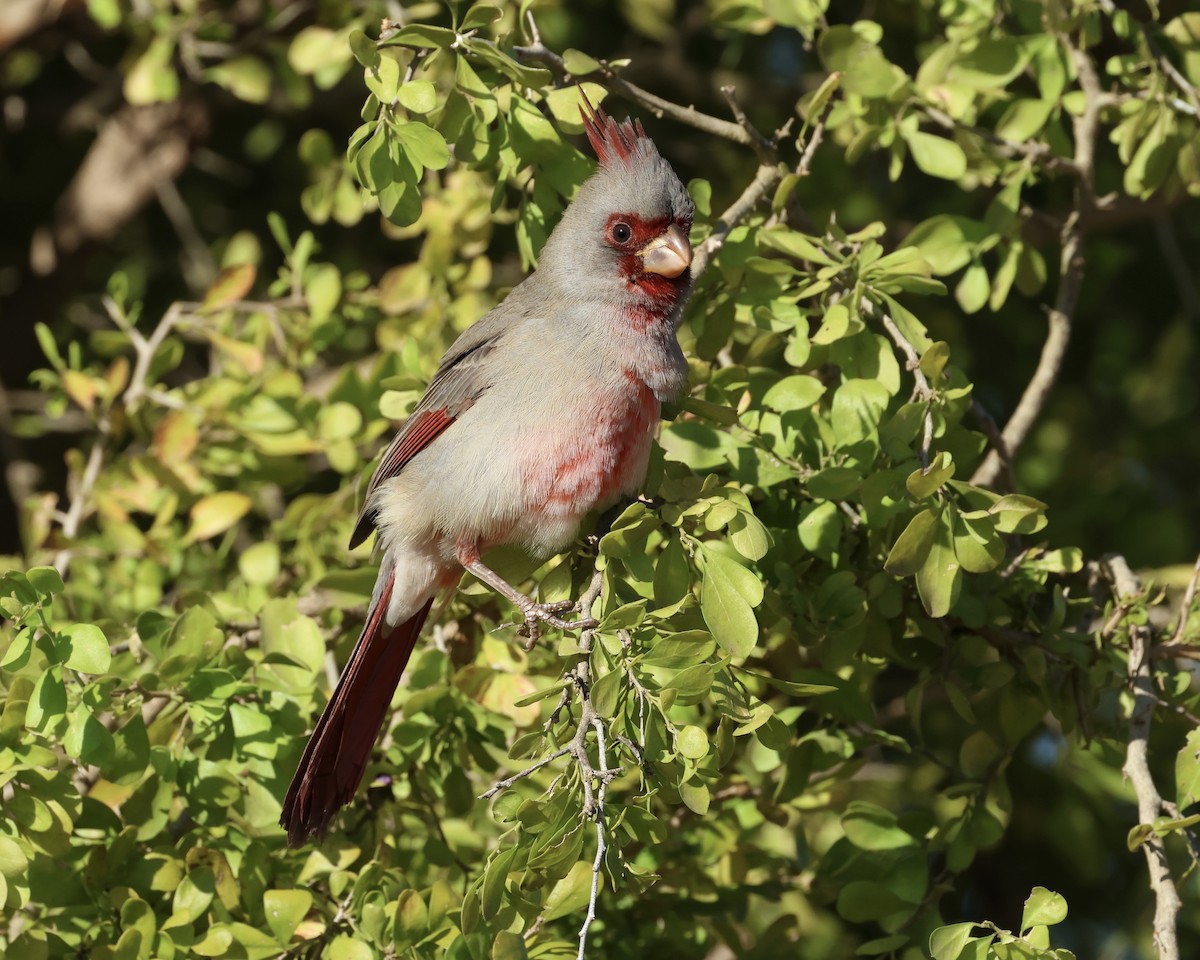 Kardinal grisa - ML645017121