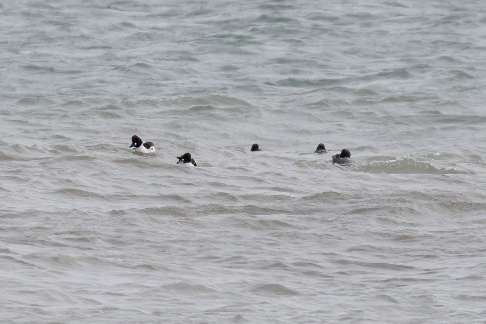 Quattrocchi - ML645017125