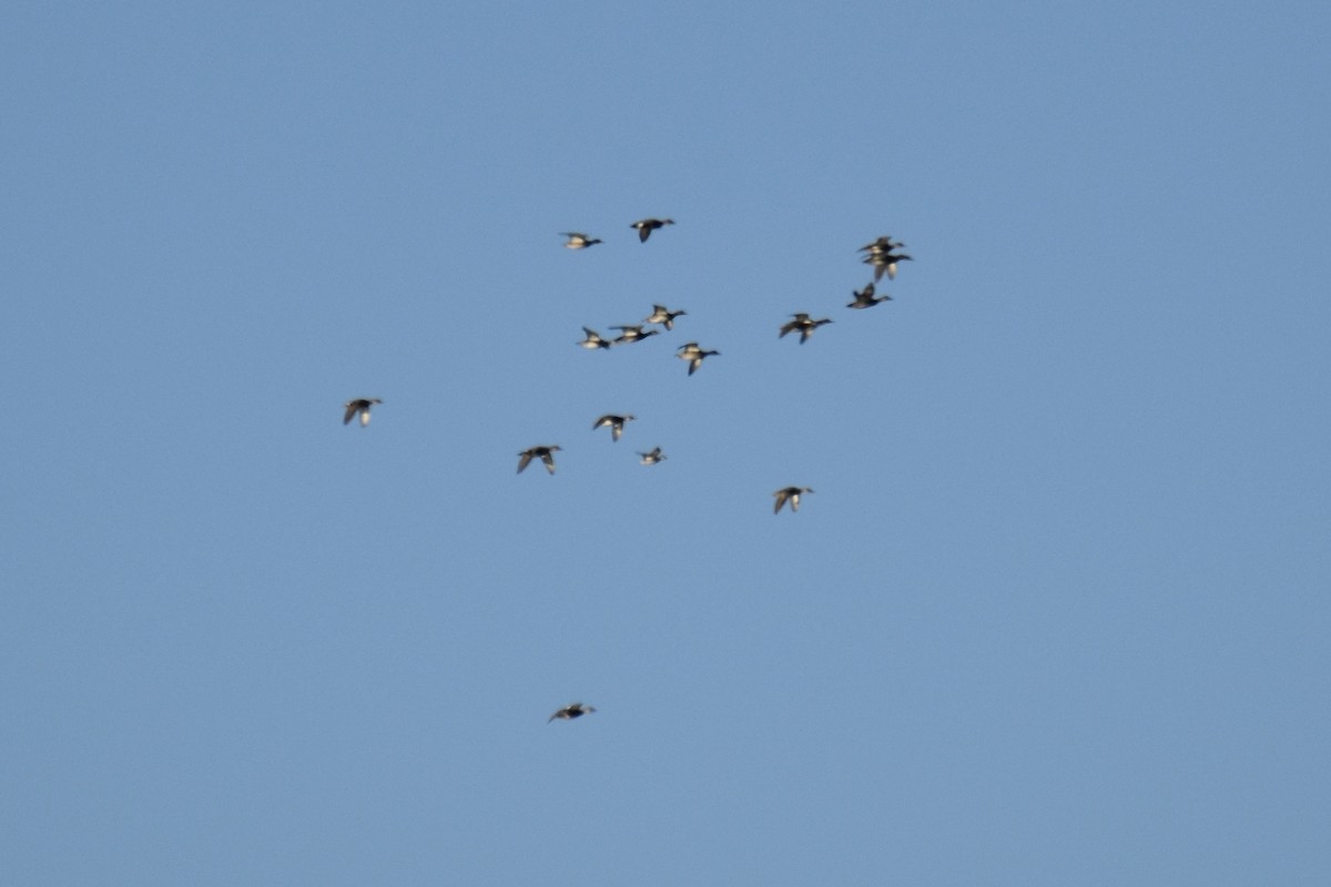 duck sp. - ML645017141