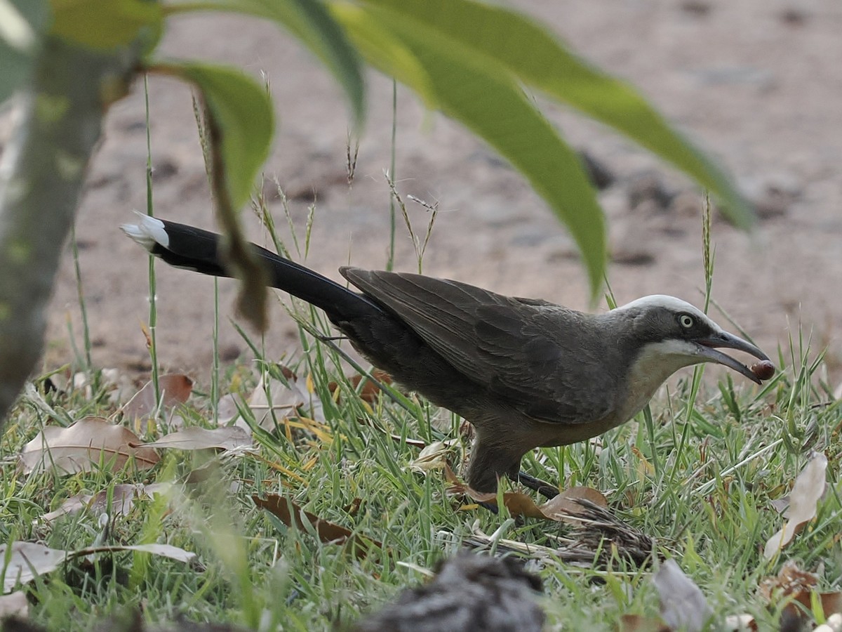 Grauscheitelsäbler - ML645017143