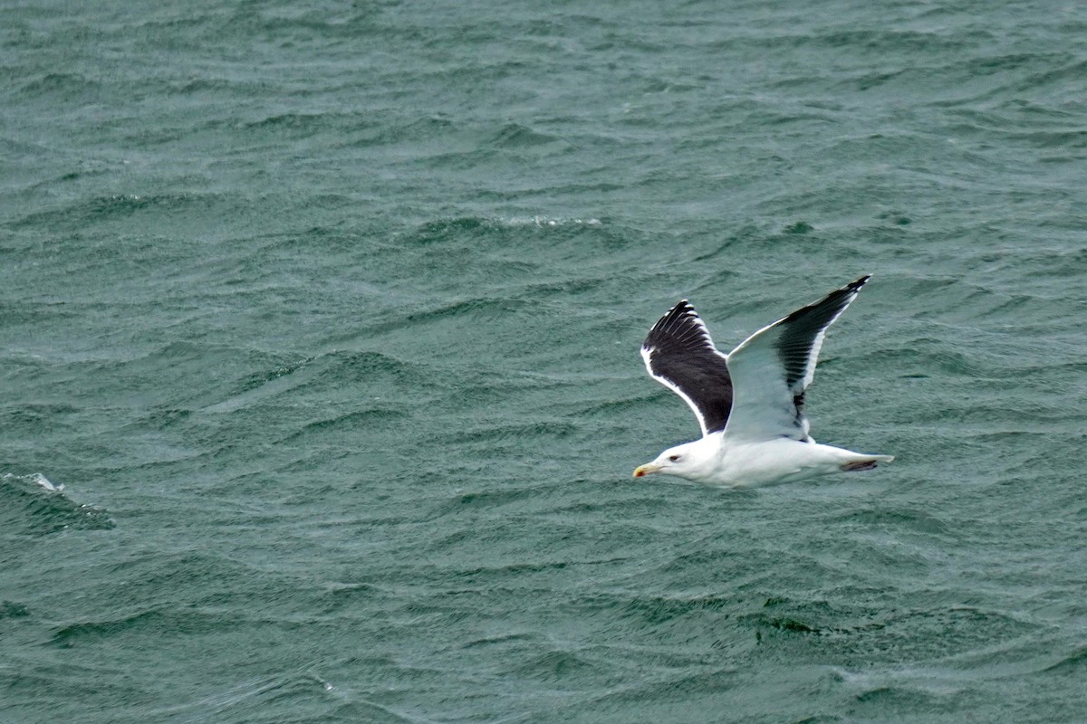 Great Black-backed Gull - ML645017146