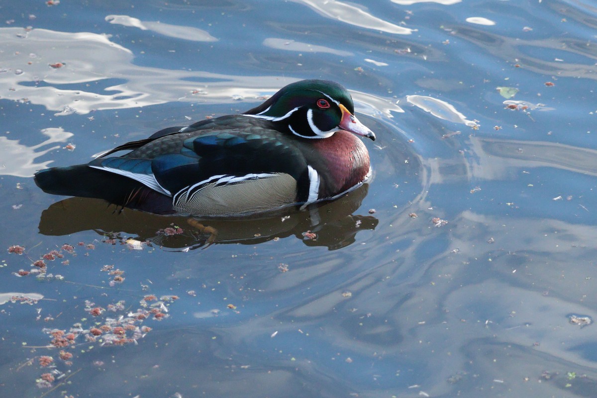 美洲鴛鴦 - ML645017147