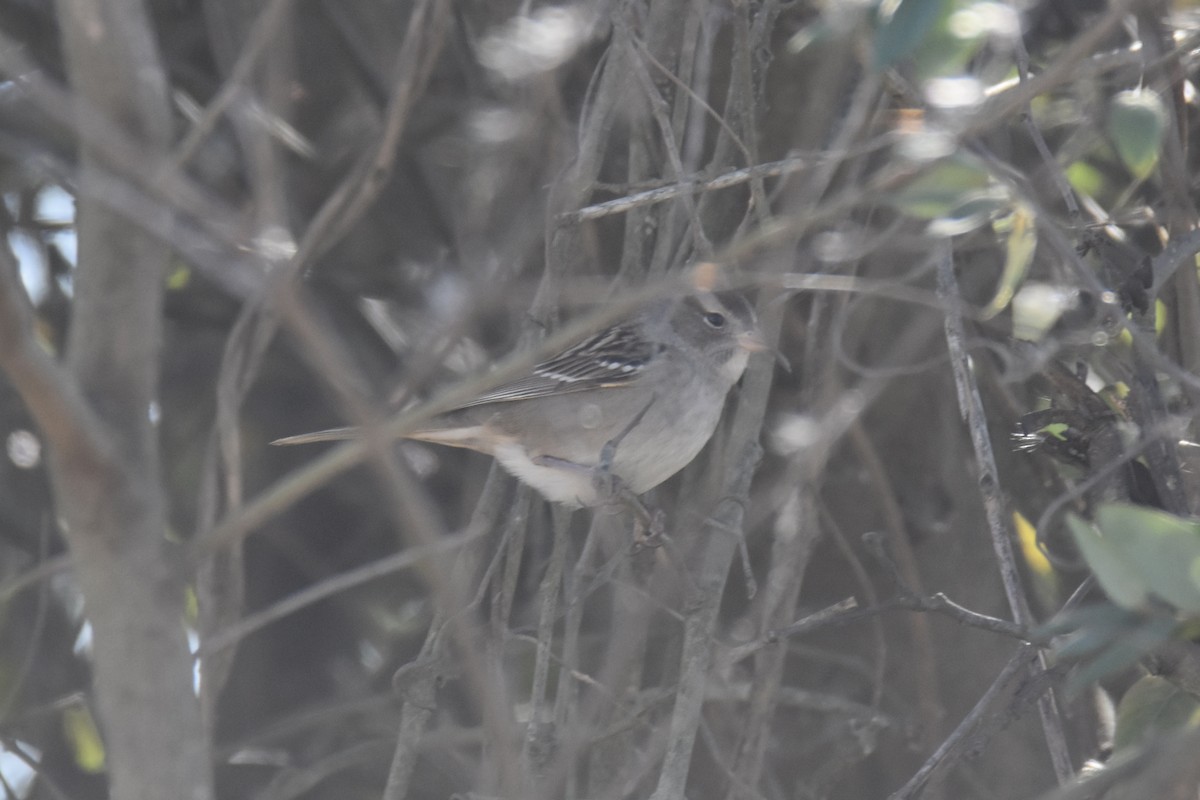 White-crowned Sparrow - ML645017148