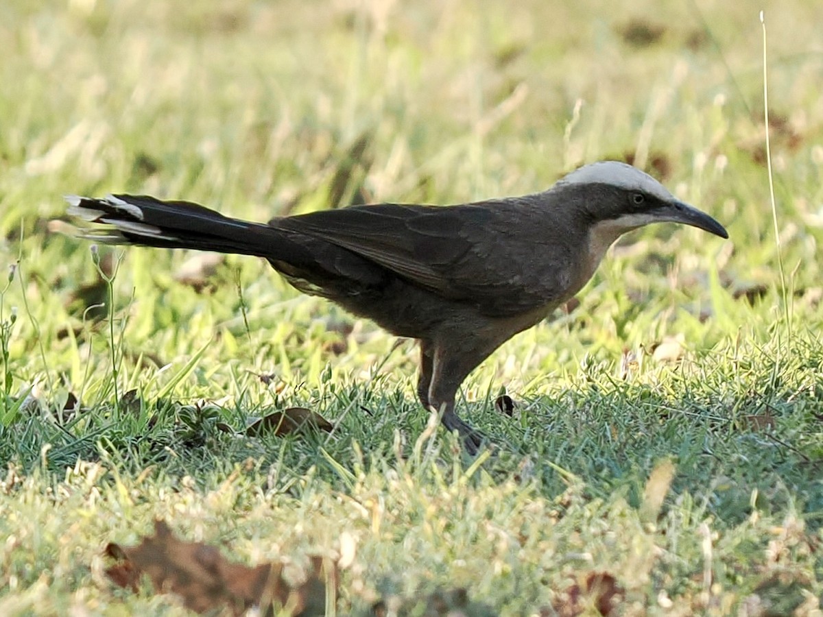 Grauscheitelsäbler - ML645017150