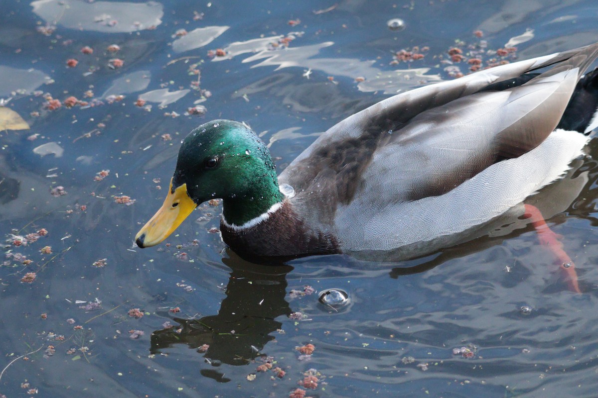 綠頭鴨 - ML645017151