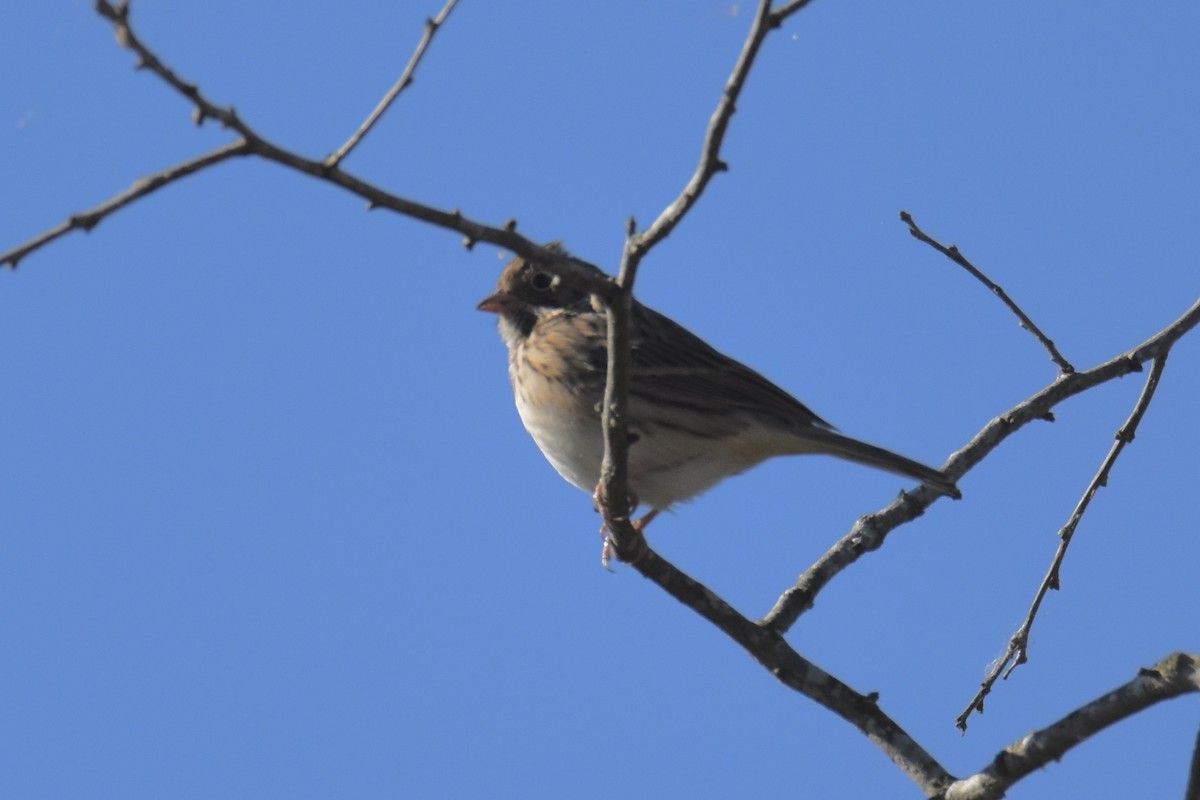 Vesper Sparrow - ML645017152