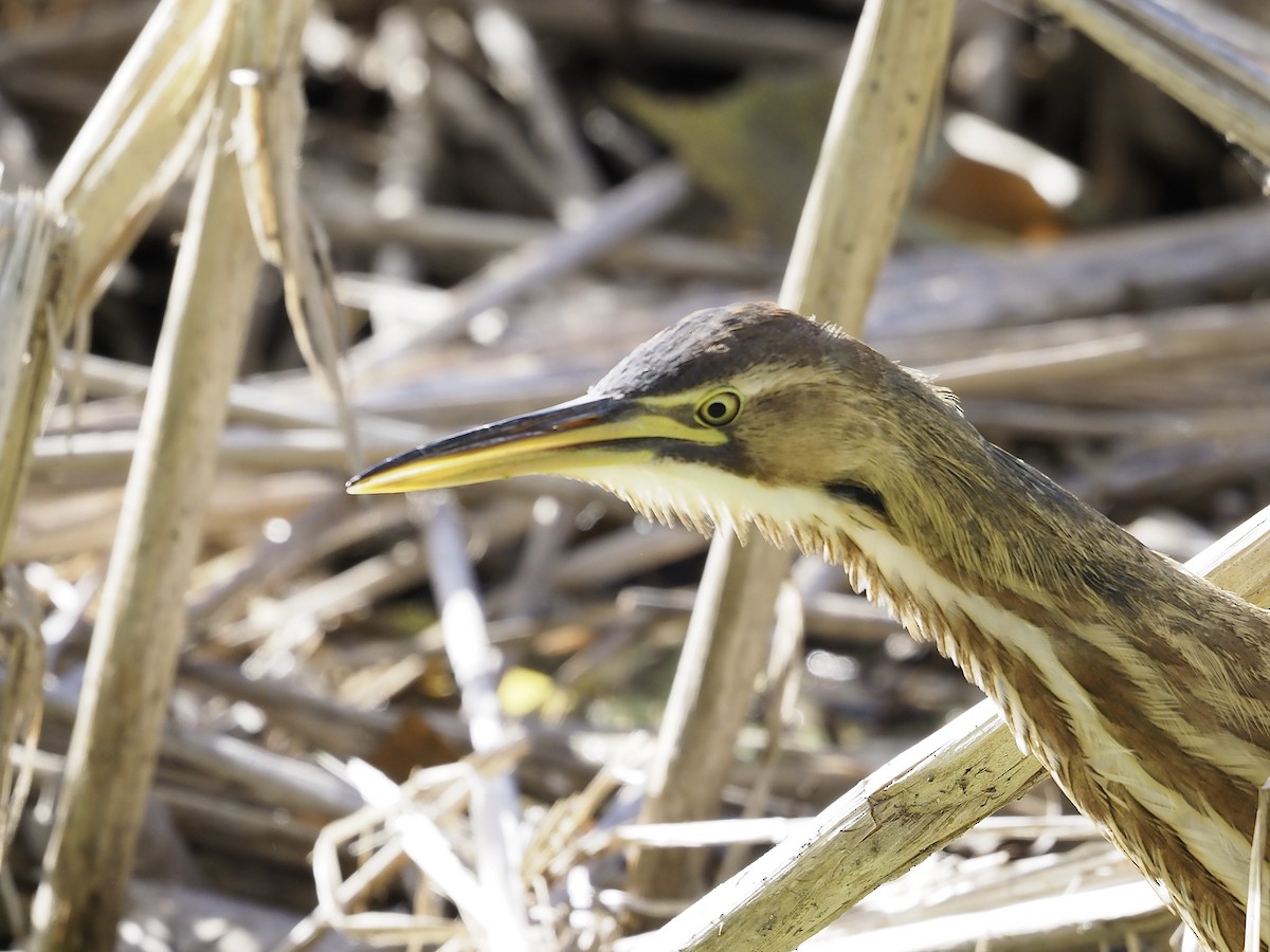 Бугай американський - ML645017154