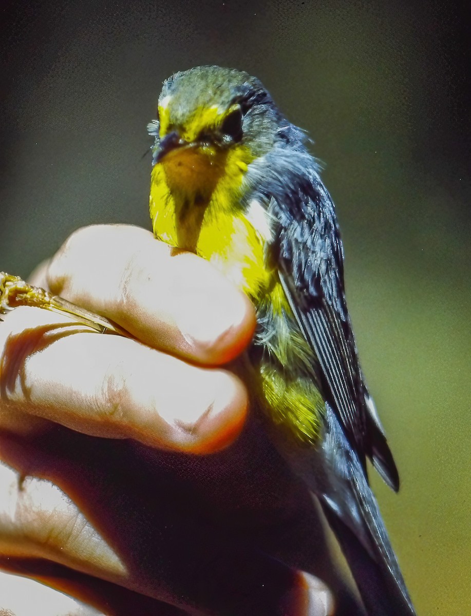 Reinita Canadiense - ML645017160