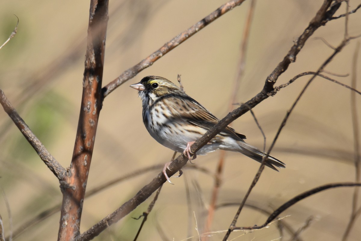 Savannah Sparrow - ML645017162