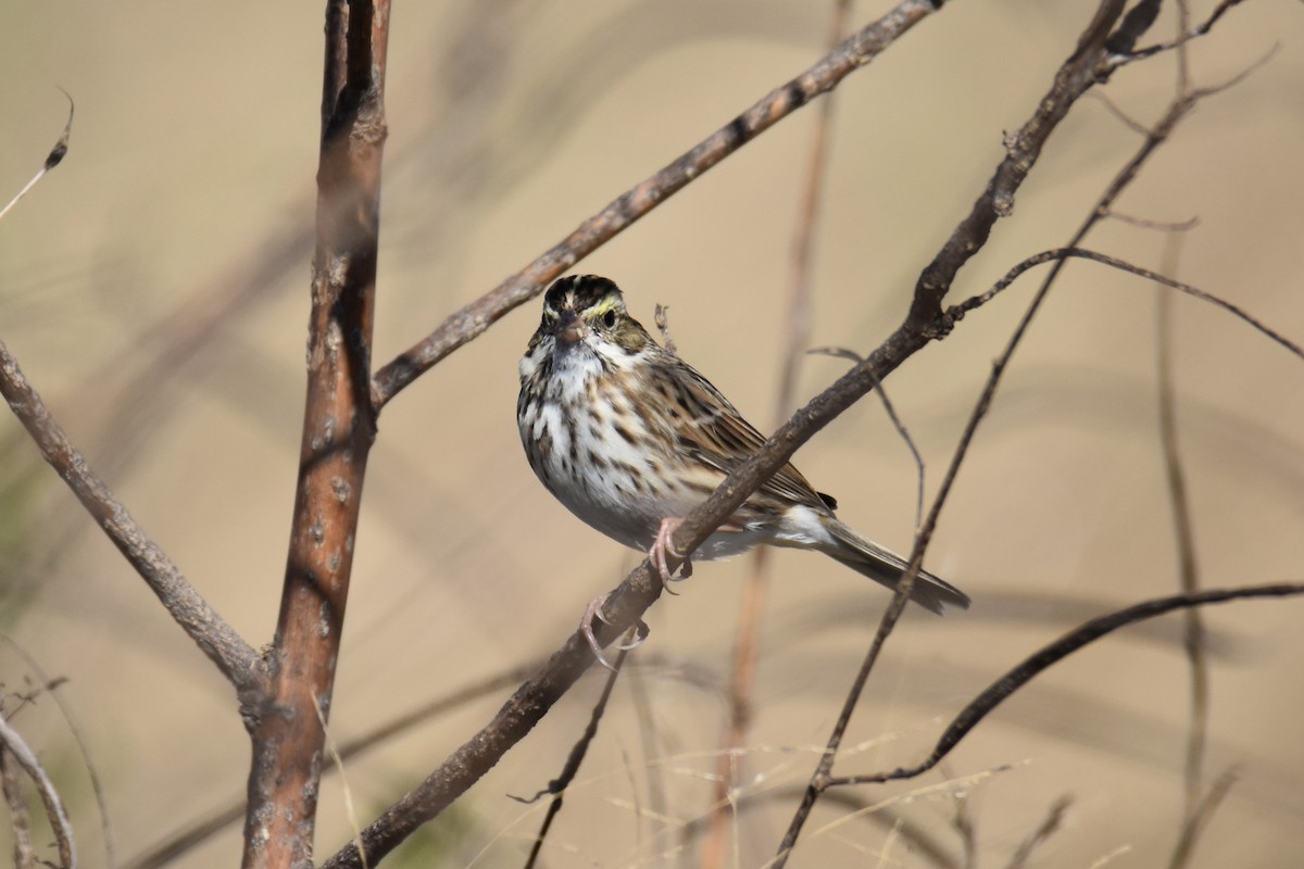 Savannah Sparrow - ML645017163