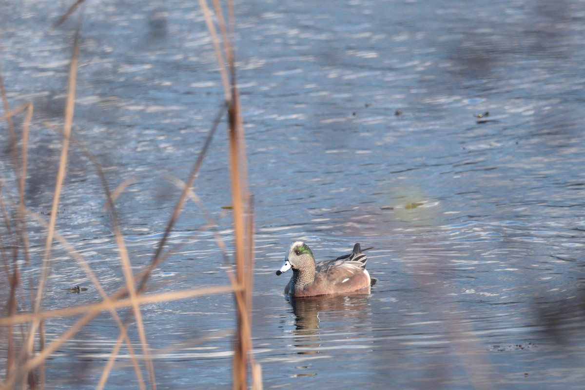 葡萄胸鴨 - ML645017172