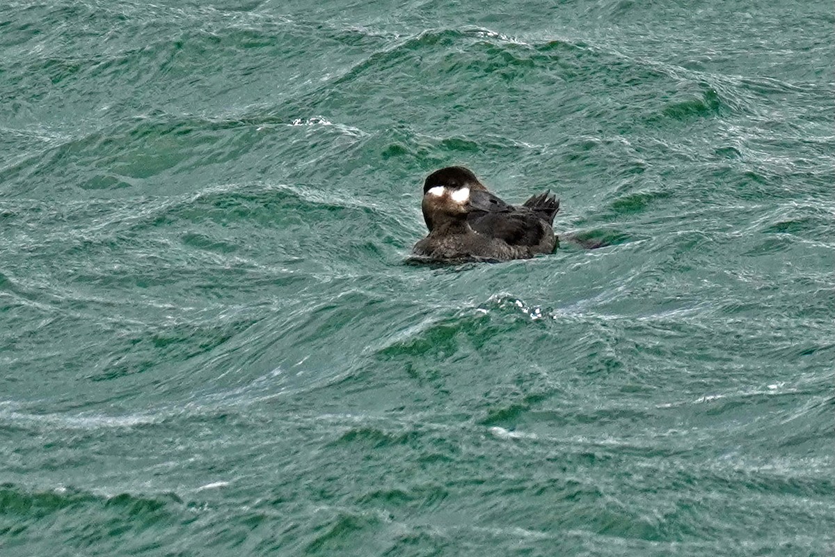 Surf Scoter - ML645017177