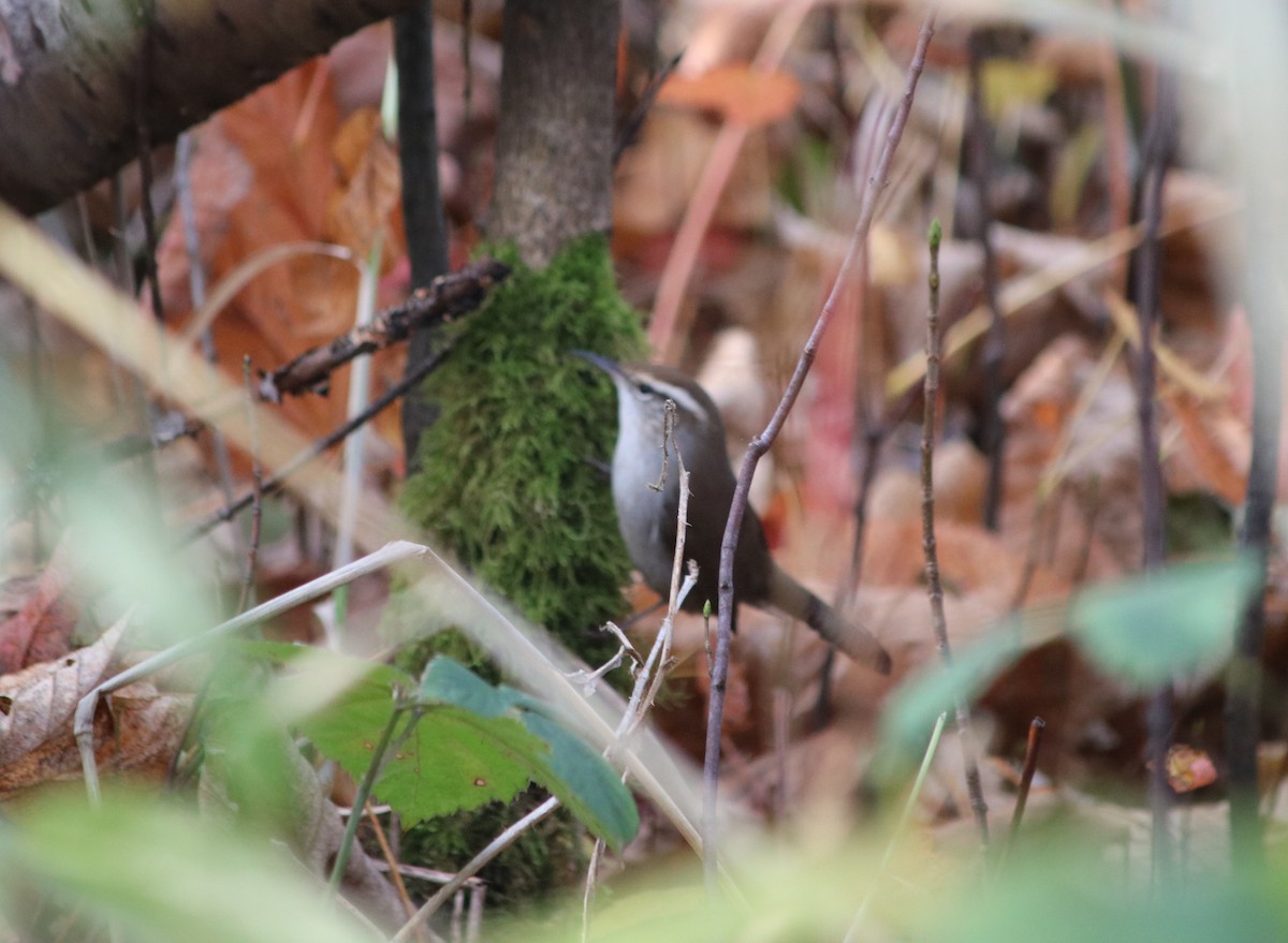 Підбуреник - ML645017184