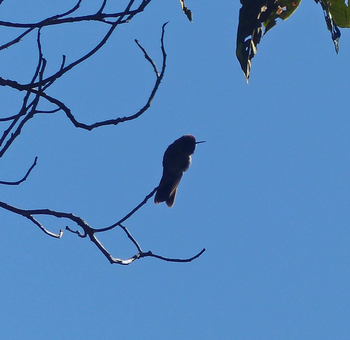 Rufous-capped Thornbill - ML645017188