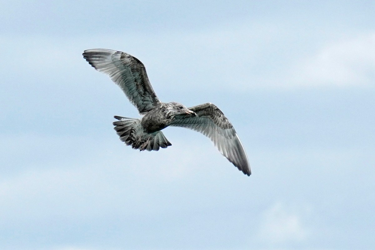 American Herring Gull - ML645017195