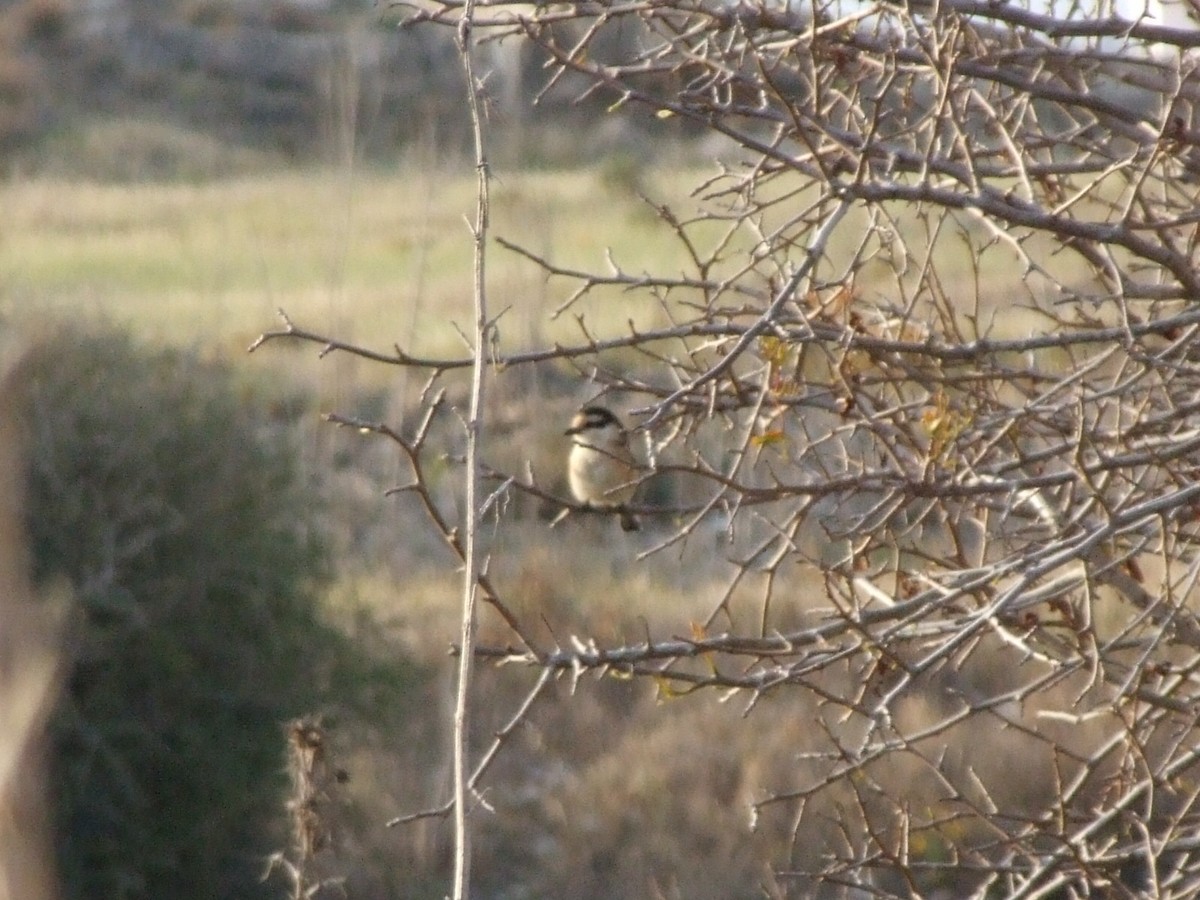 Masked Shrike - ML645017199