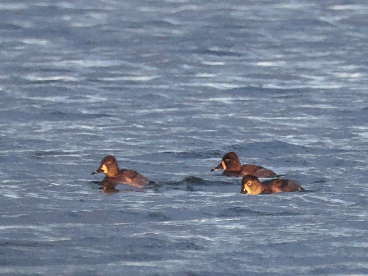 環頸潛鴨 - ML645017206