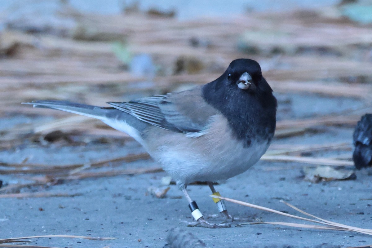 Серый юнко (Орегонский) - ML645017207