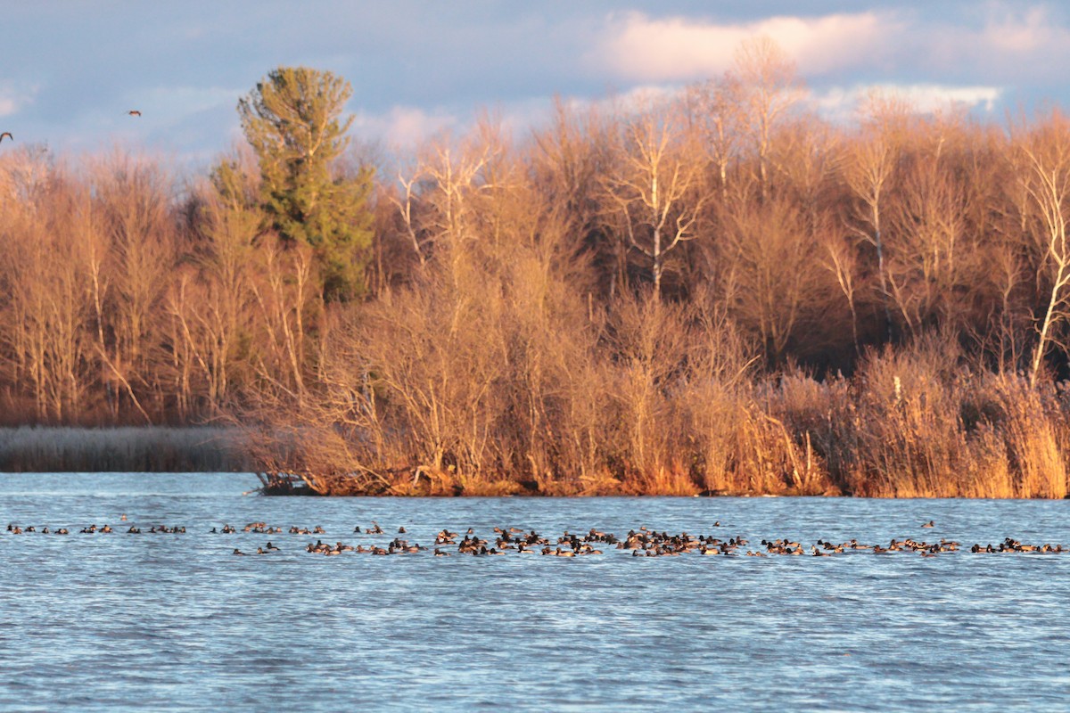 環頸潛鴨 - ML645017210