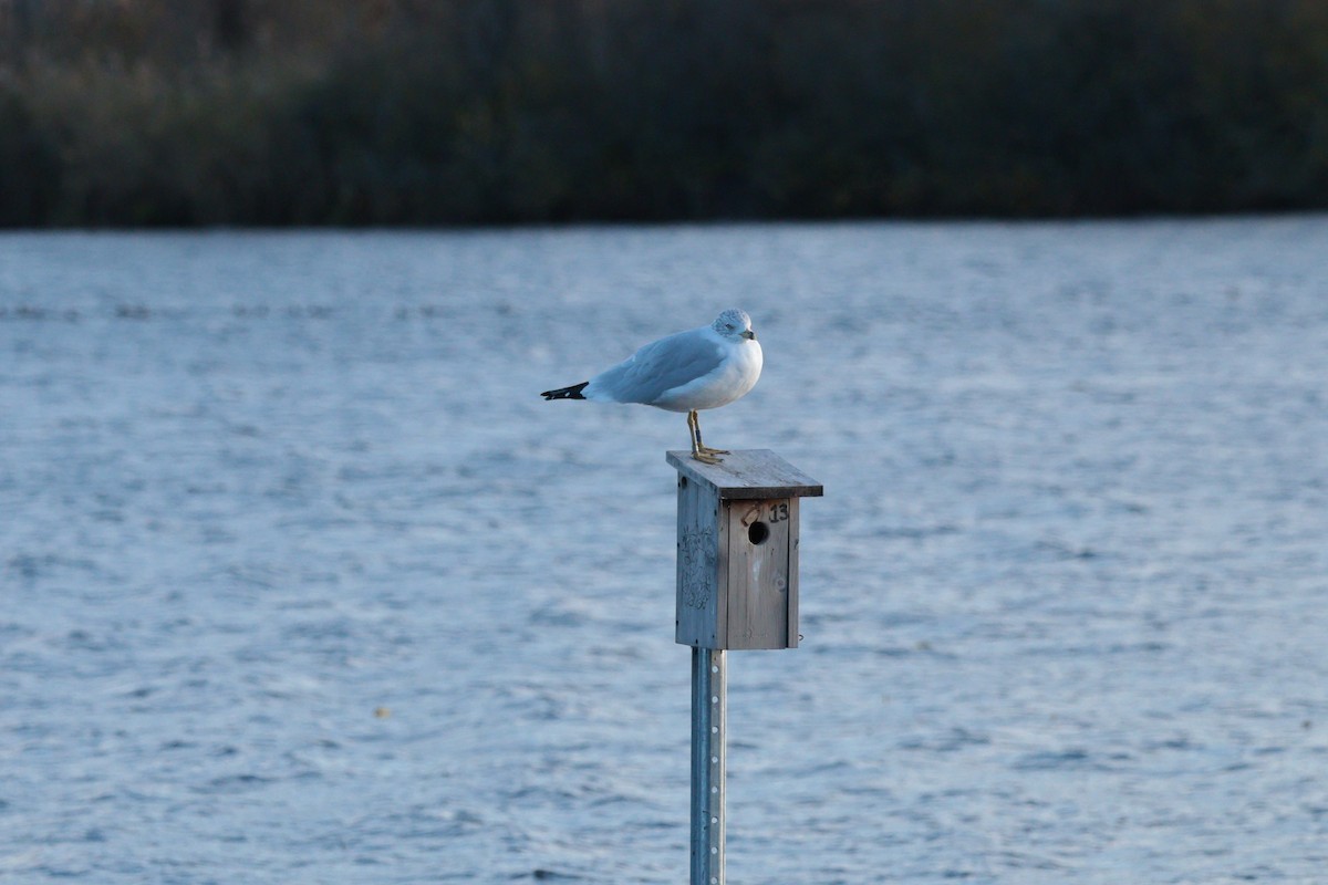 Ring-billed Gull - ML645017223