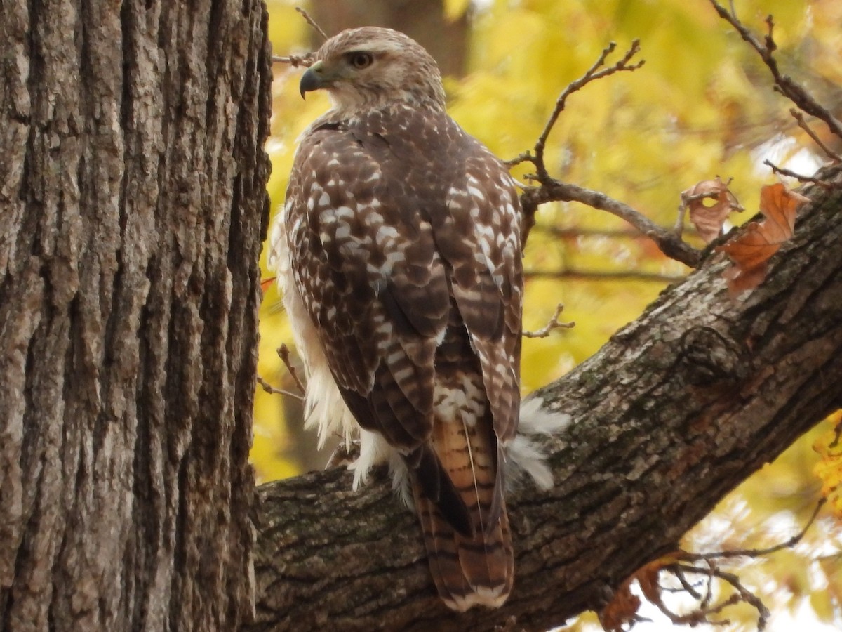 Red-tailed Hawk - ML645017224