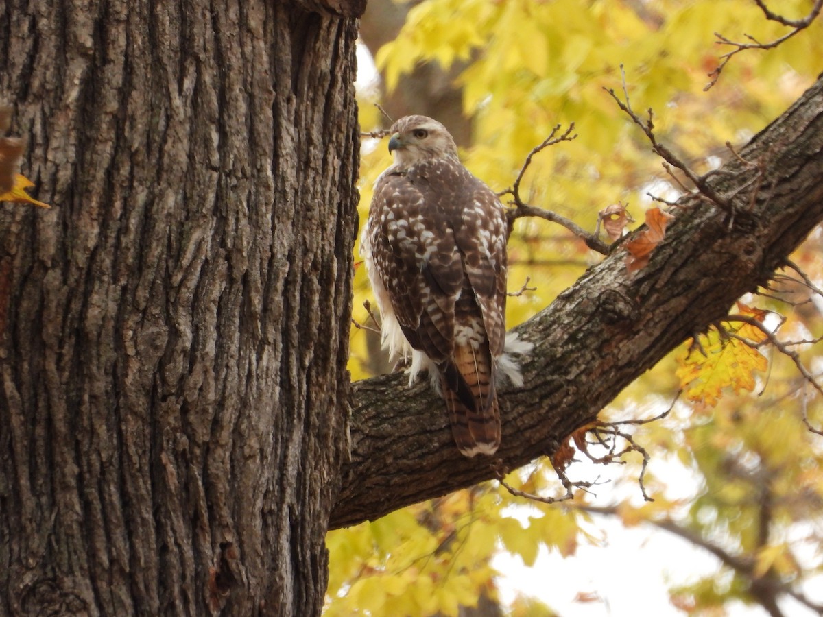 Red-tailed Hawk - ML645017226