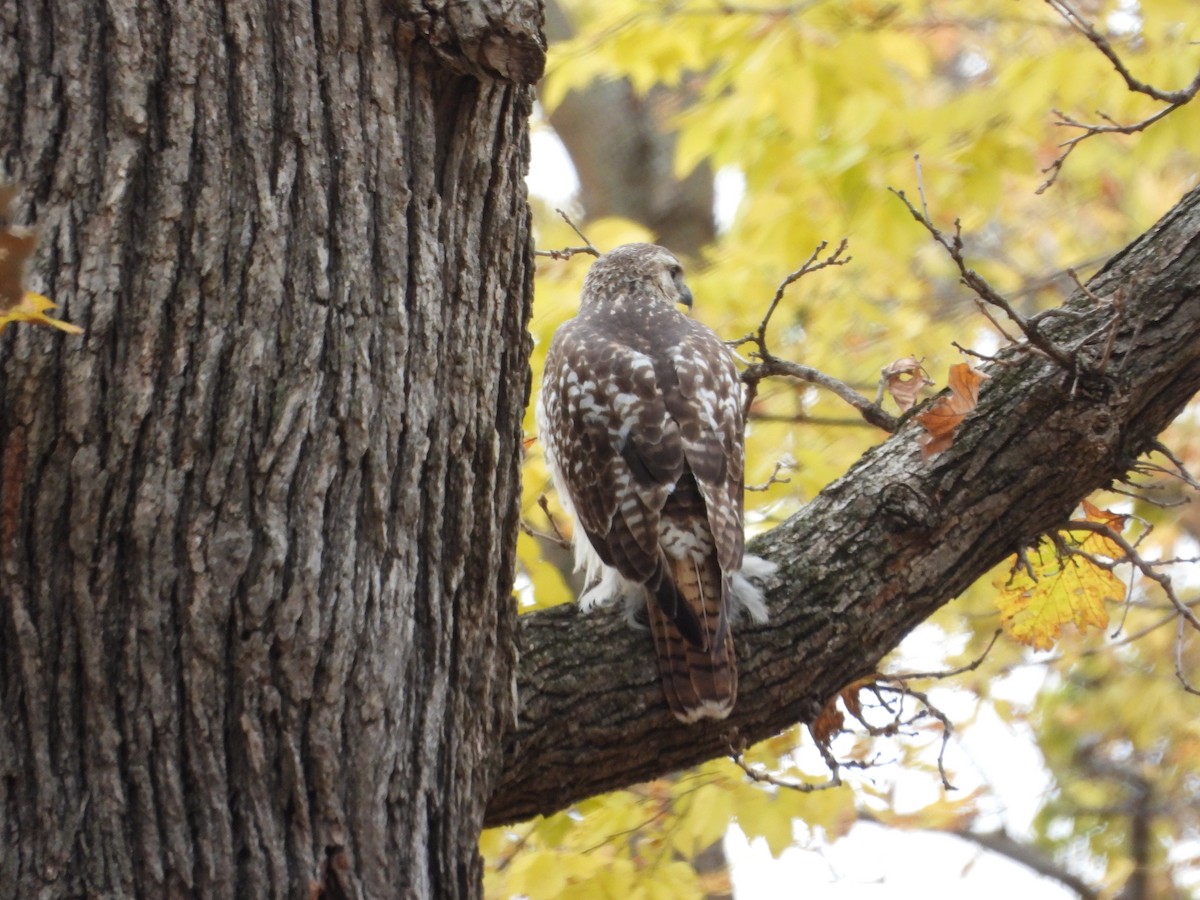 Red-tailed Hawk - ML645017227